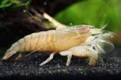 1 Vampire Shrimp (Atya gabonensis)