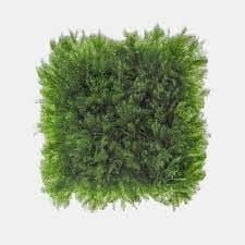 Fissidens Nobilis Mat (3" x 3")