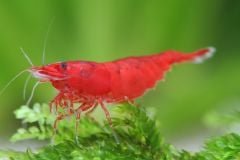 5 Bloody Mary Shrimp 