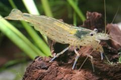 A freshwater Amano shrimp, also known as a Yamato shrimp, with a translucent white body and brown and black spots