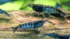 Blue Zebra Shrimp 