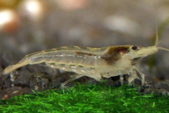 15 Cleaner Shrimp 