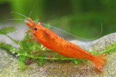 An Orange Pumpkin Spice Sakura shrimp swimming in a freshwater aquarium, showcasing its unique orange coloration.