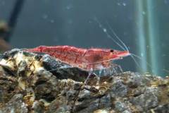 A close-up of a single Red Cherry shrimp, showing the detailed red and orange coloration on its body, its small size and its peaceful nature.