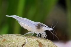  Snowball shrimp swimming in a freshwater aquarium