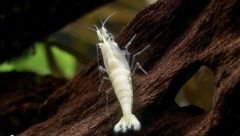 Snow Storm Shrimp 