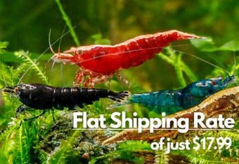 A banner image featuring a collection of diversely colored shrimp including black, red, blue and gold variety, swimming in a lush green plant background. The banner also displays the flat shipping rate of $17.99.
